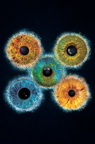 Iris Familie 5 Augen